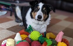 Hunde lernen aus mitgehörten Gesprächen