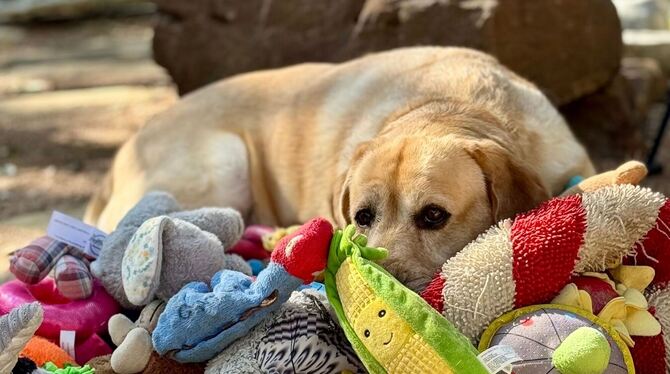 Hunde lernen auch aus Gesprächen zwischen Menschen