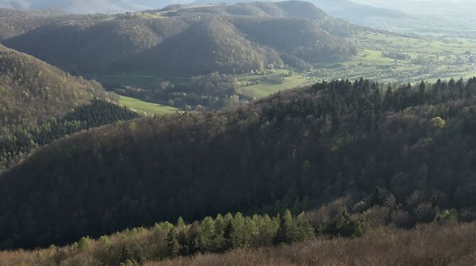 Viel Mössinger Wald befindet sich am Albtrauf. Die Bewirtschaftung ist deshalb aufwendig und teuer.