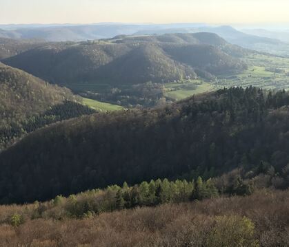 Viel Mössinger Wald befindet sich am Albtrauf. Die Bewirtschaftung ist deshalb aufwendig und teuer.