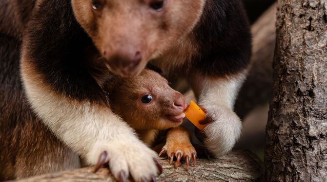 Baumkänguru-Jungtier in England geschlüpft