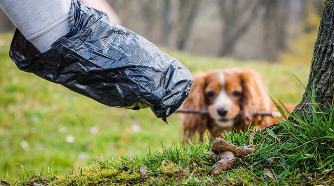 Ein Mann greift auf einer Wiese mit einem Hundekotbeutel nach einem Hundehaufen.