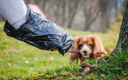 Ein Mann greift auf einer Wiese mit einem Hundekotbeutel nach einem Hundehaufen.