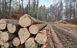 Der Lichtensteiner Wald bleibt ein Zuschussbetrieb. Allerdings wird 2026 mit weniger Defizit gerechnet als noch im Jahr zuvor.