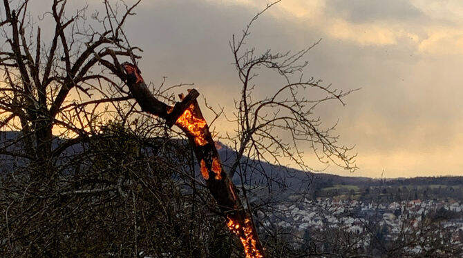 Baumbrand Ein Obstbaum stand Anfang Januar in Pfullingen in Flammen.