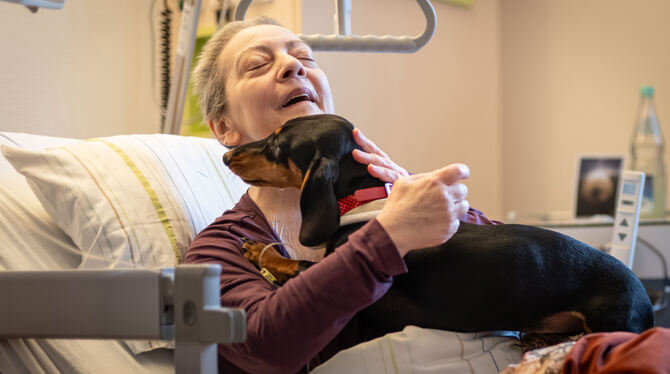 Therapiehunde Dackel Nala erobert der Herzen der Palliativpatienten.