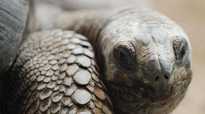 Tierschützer melden einen Erfolg:  Auf den Galápagos-Inseln sind 318 Riesenschildkröten geschlüpft. Foto: Steffen Schmidt/Arc