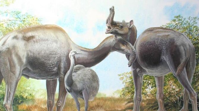 Illustration eines kamelähnlichen Macrauchenia. Das Tier gehört zu den südamerikanischen Huftieren, die vor einigen Millionen