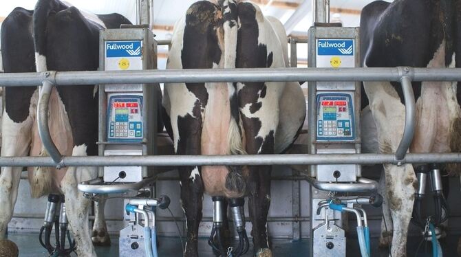 Milch ist ein hochwertiges Nahrungsmittel. Die Basis: gesunde Kühen im modernen Stallhaltungssystem und schonende Melktechnik. D