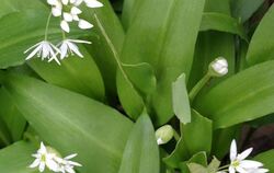 Erst wenn der Bärlauch blüht, duftet – andere sagen stinkt – der ganze Wald nach Knoblauch.  ARCHIV-FOTO: DPA