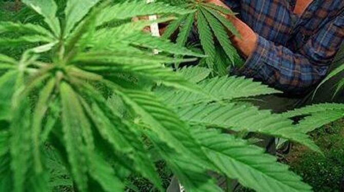 Eine Plantage mit Cannabispflanzen. FOTO: DPA