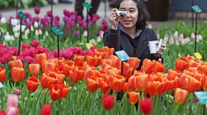 An zwei Sonntagen sind Blumen wieder die Stars in Gönningen.  FOTO: DPA