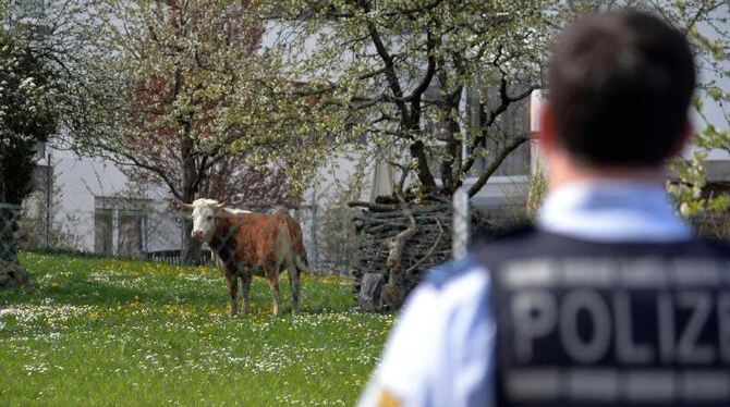 Das Tier war laut Polizei »nicht unter Kontrolle zu bringen«. Foto: Sdmg/Sven Friebe