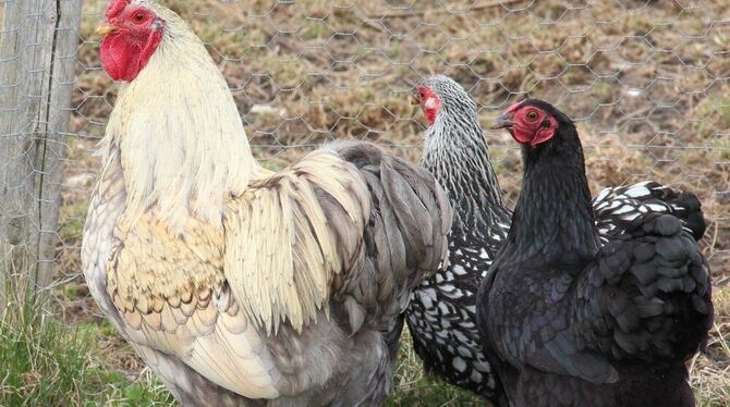 Der prächtige Zwerg-Wyandotten-Gockel Elvis mit zwei seiner Damen, die, um die nachbarschaftlichen Beziehungen zu befrieden, län