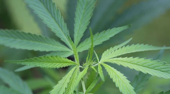 Aus Hanf-Pflanzen können Haschisch und Marihuana gewonnen werden.