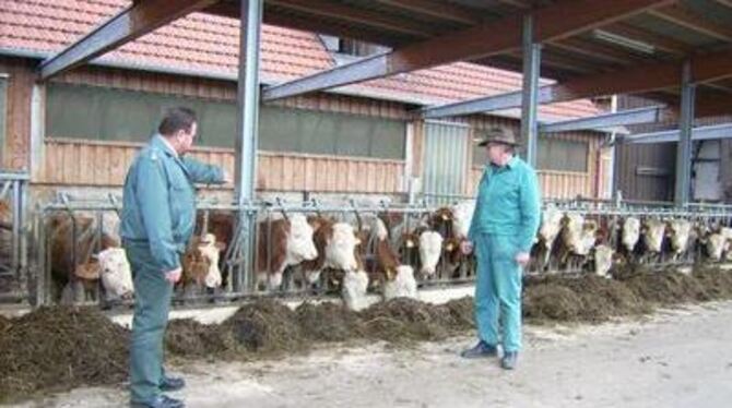 Herrmann Manz (links) und Albrecht Teufel mit den einzigen, die im offenen Vollzug hinter Gittern leben - den Kühen. FOTO: IBS