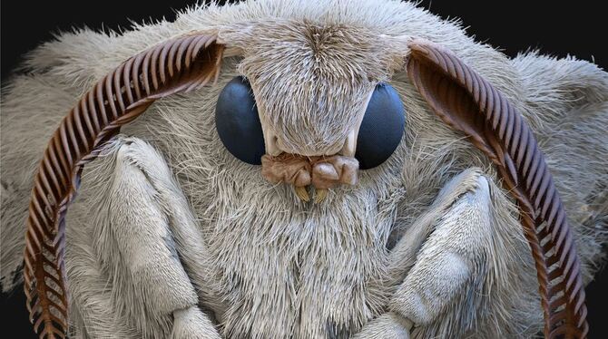 Ein Seidenspinner. FOTO: EYE OF SCIENCE