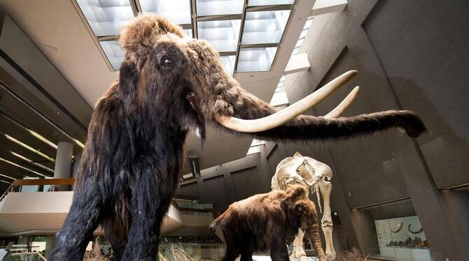 So groß und knuffig sind die nachgebildeten Mammuts im Stuttgarter Naturkundemuseum. So groß und knuffig sind die nachgebildeten Mammuts im Stuttgarter Naturkundemuseum.