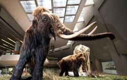 So groß und knuffig sind die nachgebildeten Mammuts im Stuttgarter Naturkundemuseum.