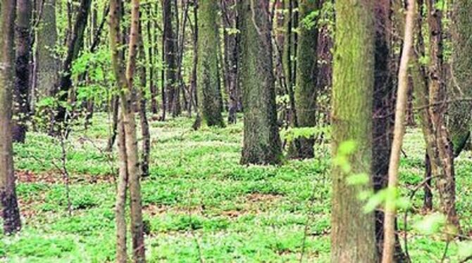 Der Wald als letzte Ruhestätte: Einen Friedwald könnten sich Stadt und Gemeinderäte auch in Münsingen vorstellen. 
FOTO: DPA