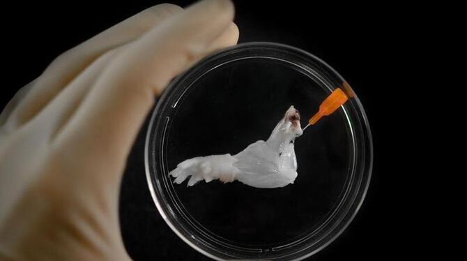 US-Forscher haben eine künstliche Rattenpfote wachsen lassen. Ein Vorteil des Verfahrens ist, dass die Immunreaktion nach ein US-Forscher haben eine künstliche Rattenpfote wachsen lassen. Ein Vorteil des Verfahrens ist, dass die Immunreaktion nach ein