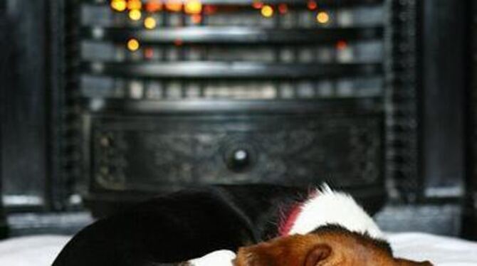 Letzte Rettung für die Tage, an denen man keinen Hund vor die Tür schickt: der Kaminofen.  FOTO: DPA