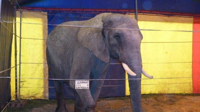Zirkuselefant Benjamin wird nicht mehr in der Manege auftreten, er kommt in einen Tierpark. Foto: Peta