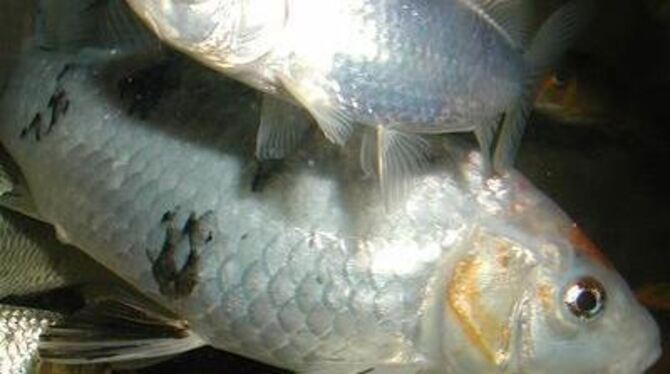 Reutlingens Exotarier kümmern sich auch um Koi- und andere Karpfen.Jetzt leben offenbar solche exotischen Zierfische im Reutling Reutlingens Exotarier kümmern sich auch um Koi- und andere Karpfen.Jetzt leben offenbar solche exotischen Zierfische im Reutling