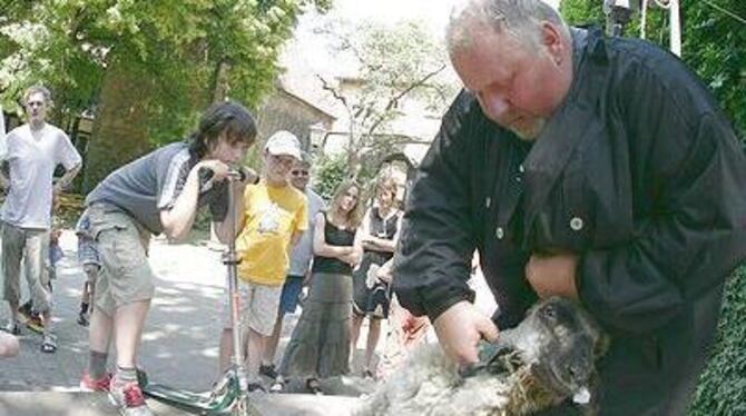 Landleben mitten in der Stadt. Dem Schaf geht's an die Wolle - und Ernst Fauser muss weiter schwitzen. FOTO: REISNER