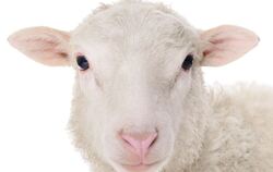 Das Schaf schaut friedlich aus der Wolle.