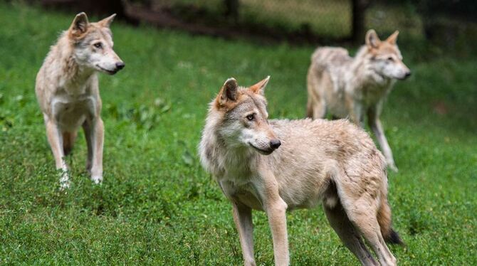 Wölfe stehen im Erlebnispark Tripsdrill in Cleebronn in ihrem Gehege auf einer Wiese.