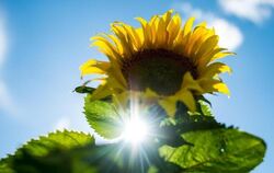 Sonnenblume Hitze Sonnenschein
