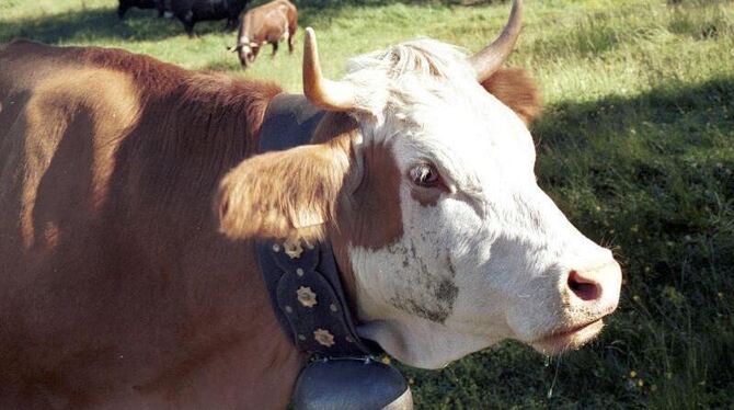Soundtrack der Alpen: Alpenidyll oder Tierquälerei? Foto: Andreas Heimann