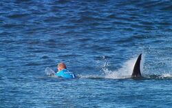 Im Finale griff der Hai Fanning vor dem Strand der Jeffreys Bay in Südafrika von hinten an. Foto: World surf League