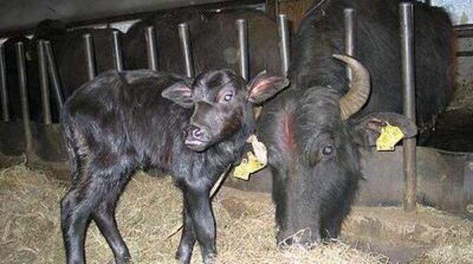 Putzig: Das erste Büffel-Kalb, das auf der Alb geboren wurde. GEA-FOTO: GEIGER