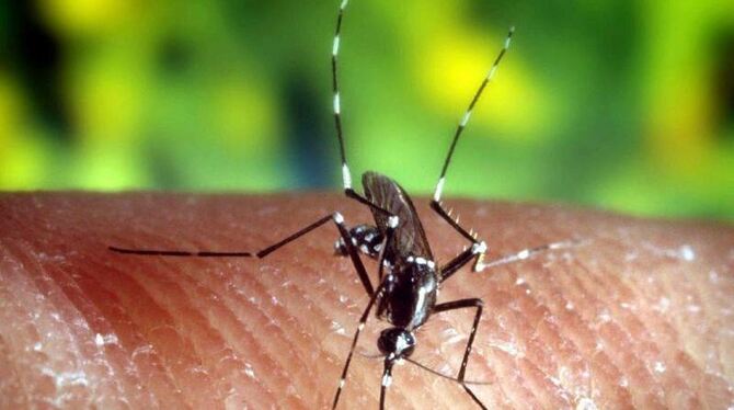 Stechmücke »Anopheles quadrimaculatus«: Weltweit lebt etwa jeder zweite Mensch in einem Malaria-Risikogebiet. Foto: EPA/U.S.
