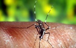 Stechmücke "Anopheles quadrimaculatus": Weltweit lebt etwa jeder zweite Mensch in einem Malaria-Risikogebiet. Foto: EPA/U.S. 