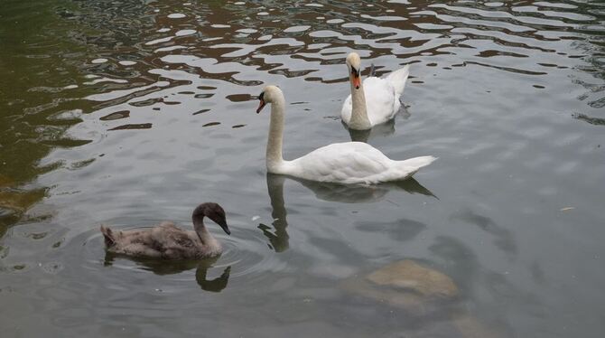 Das letzte Bild vom Schwanen-Idyll am Pfullinger Klostersee: Fritz, Gerda und ihr Küken sind in die Wildtierstation Hamburg/Schl