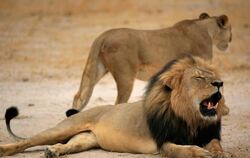 Die Tötung des 13-jährigen «Cecil» hat in der vergangenen Woche weltweit Empörung ausgelöst. Foto: Zimbabwe Parks And Wildlif