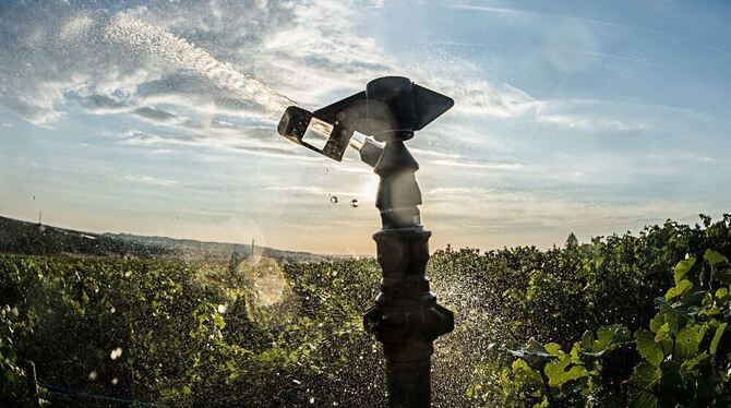 Weinstöcke werden aufgrund der Hitze mit einer Sprühanlage bewässert.