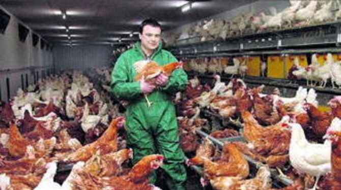 Frank Zeeb in seinem Reich: Mit akribischen Hygienemaßnahmen versucht er, seine 13 200 Hühner von Krankheitserregern fern zu hal