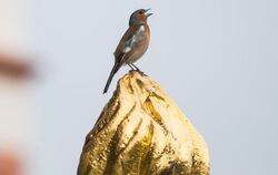 Ein Buchfink trällert sein Lied. 36 Prozent der Befragten würden gerne öfter Vogelgezwitscher hören. Foto: Frank Rumpenhorst