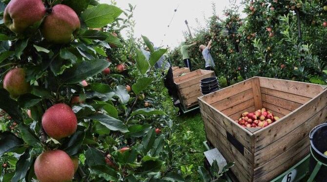 Apfelernte in Bornheim. Einen Fünftel weniger als im Spitzenjahr 2014 dürften deutsche Bauern in diesem Jahr ernten. Foto: He