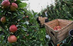 Apfelernte in Bornheim. Einen Fünftel weniger als im Spitzenjahr 2014 dürften deutsche Bauern in diesem Jahr ernten. Foto: He