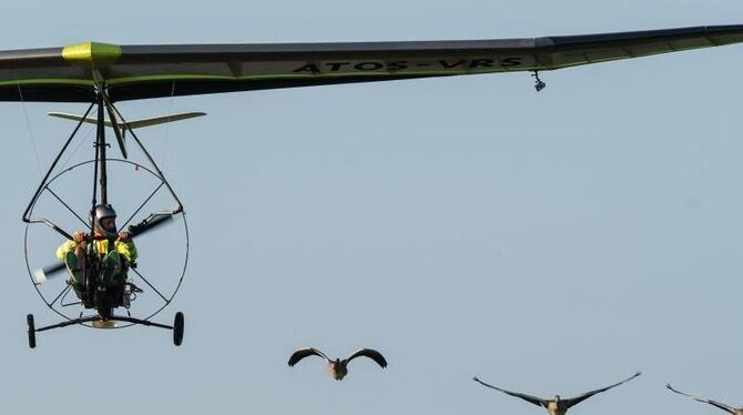 Michael Quetting in seinem Ultraleichtflieger. Neben ihm seine Flugschüler, die jungen Graugänse. Foto: Patrick Seeger
