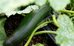 Eine Zucchini in einem Kleingarten. Foto: Andrea Warnecke/Illustration