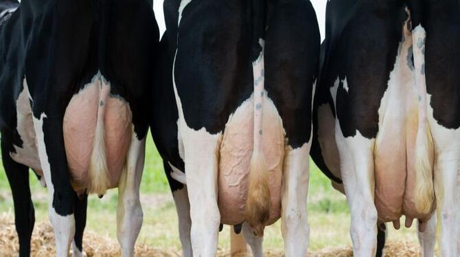 Foto: Sebastian Kahnert/Archiv