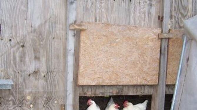 Auf dem Bioland-Hof &raquo;Bleiche&laquo; haben die Hühner viel Auslauf.
FOTO: ZMS