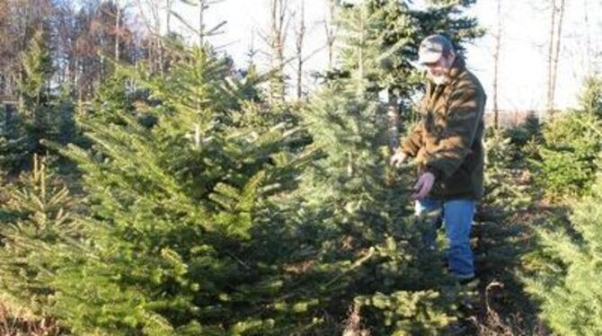 Jürgen Goller in der Vielfalt seines Weihnachtsbaumwaldes mit Korea-, Kolorado- und Nordmanntanne und Blaufichte.
GEA-FOTO: GEIG