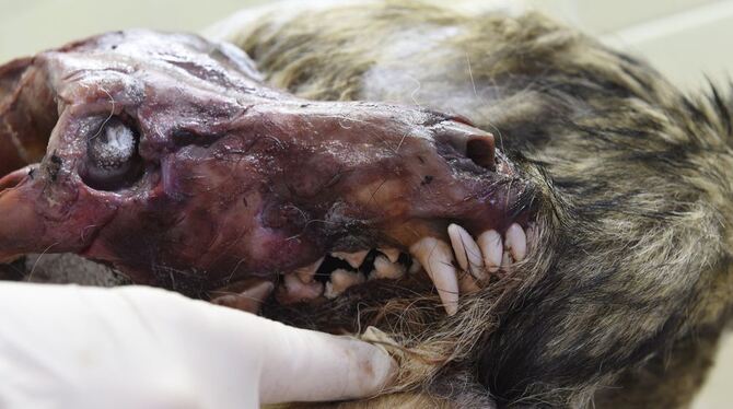 Der gefrorene Kadaver eines Wolfs wird am 7.9.2015 im Staatlichen Museum für Naturkunde in Karlsruhe gezeigt. Der Wolf wurde na Der gefrorene Kadaver eines Wolfs wird am 7.9.2015 im Staatlichen Museum für Naturkunde in Karlsruhe gezeigt. Der Wolf wurde na